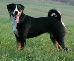 Appenzeller