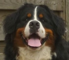Berner samaika kane